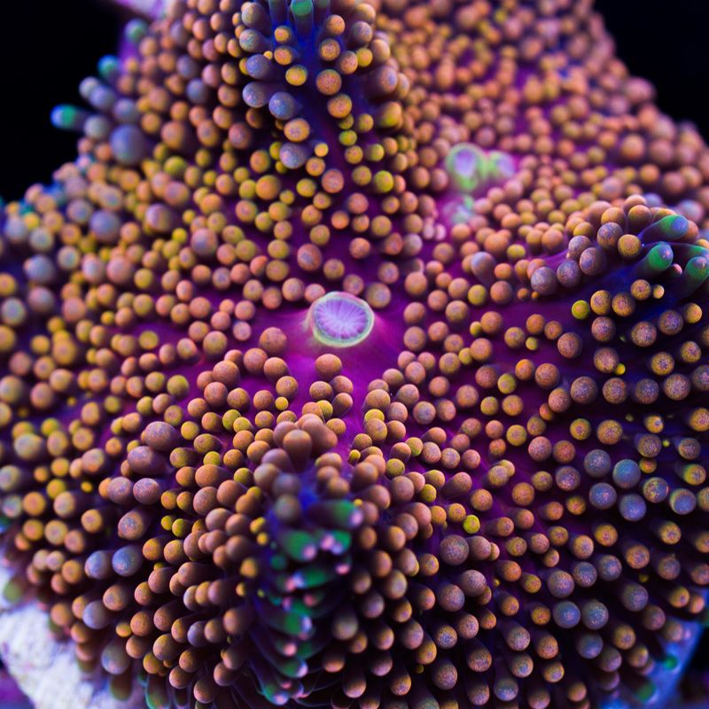 newcoral1195b.jpg