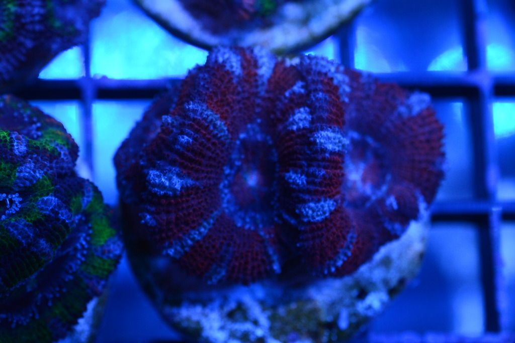 DSC_4742_zpsywryto3f.jpg