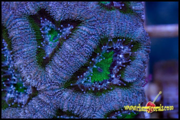 NewCoral_6copy-1.jpg