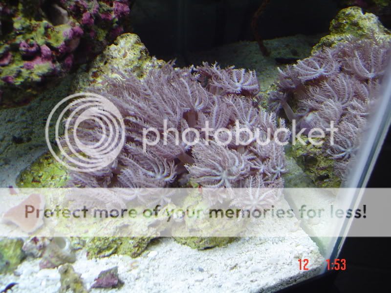 DSC00786.jpg