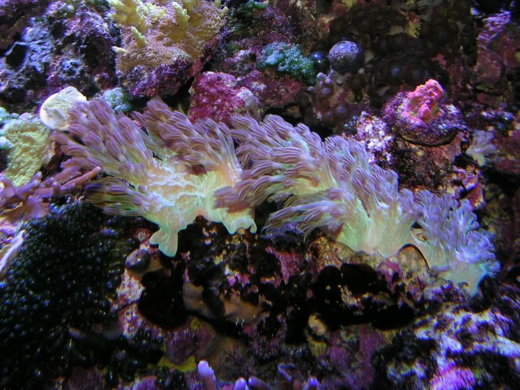 cespitularia11-11-06.jpg
