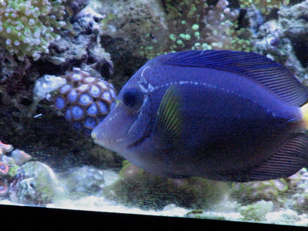 Purpletangslatterallineleftside1_zps79b11012.jpg