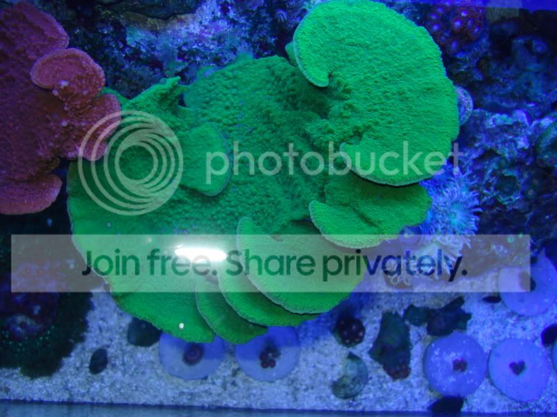 fish2-09118.jpg