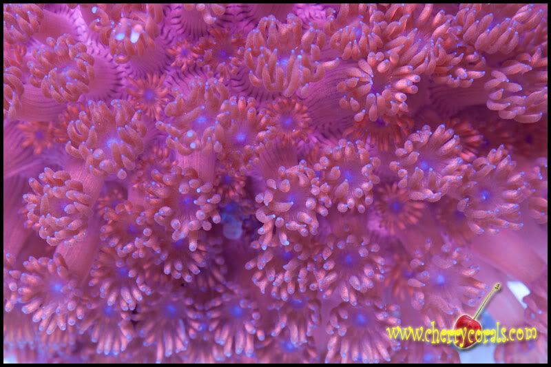 NewCorals_10-4.jpg