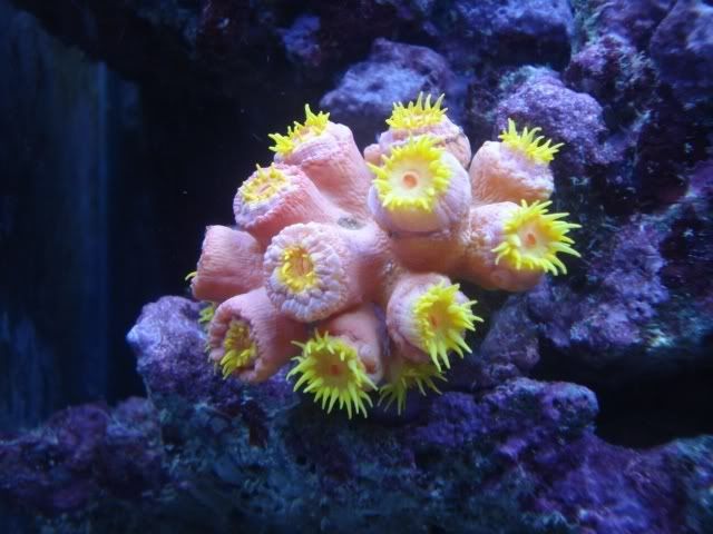 suncoral.jpg