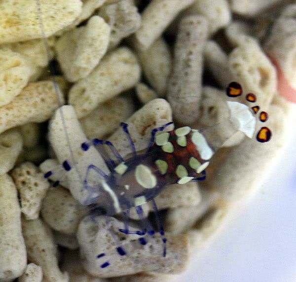 anemone_shrimp2-1.jpg