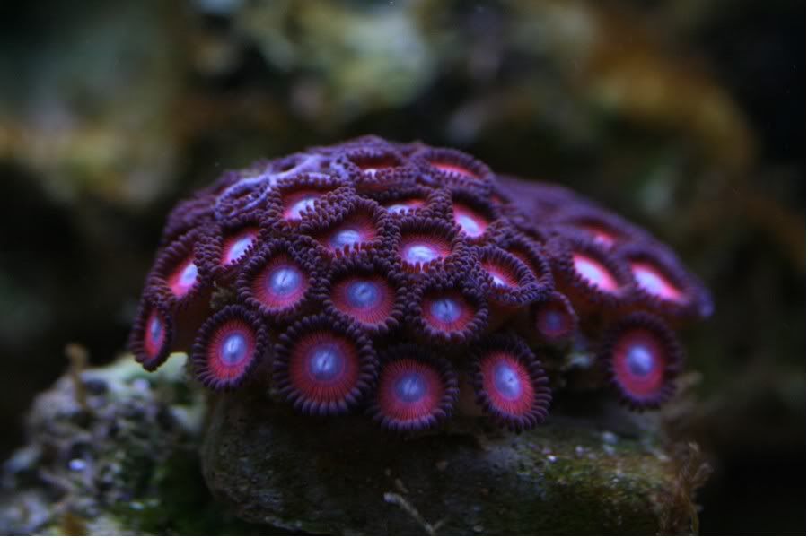 zoas3.jpg