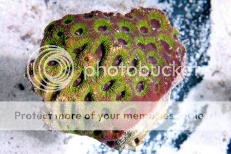acan_5-18-02-3.jpg