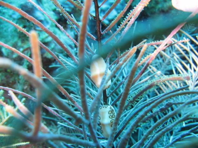 GrandCayman2010360.jpg