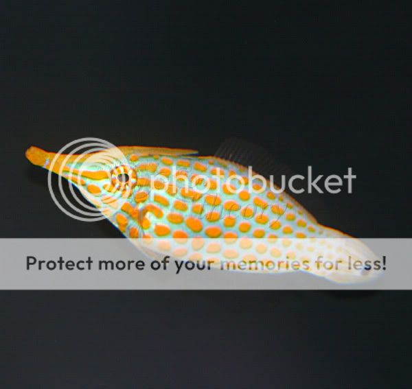 filefish.jpg
