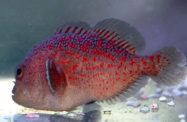coralgumdrop.jpg