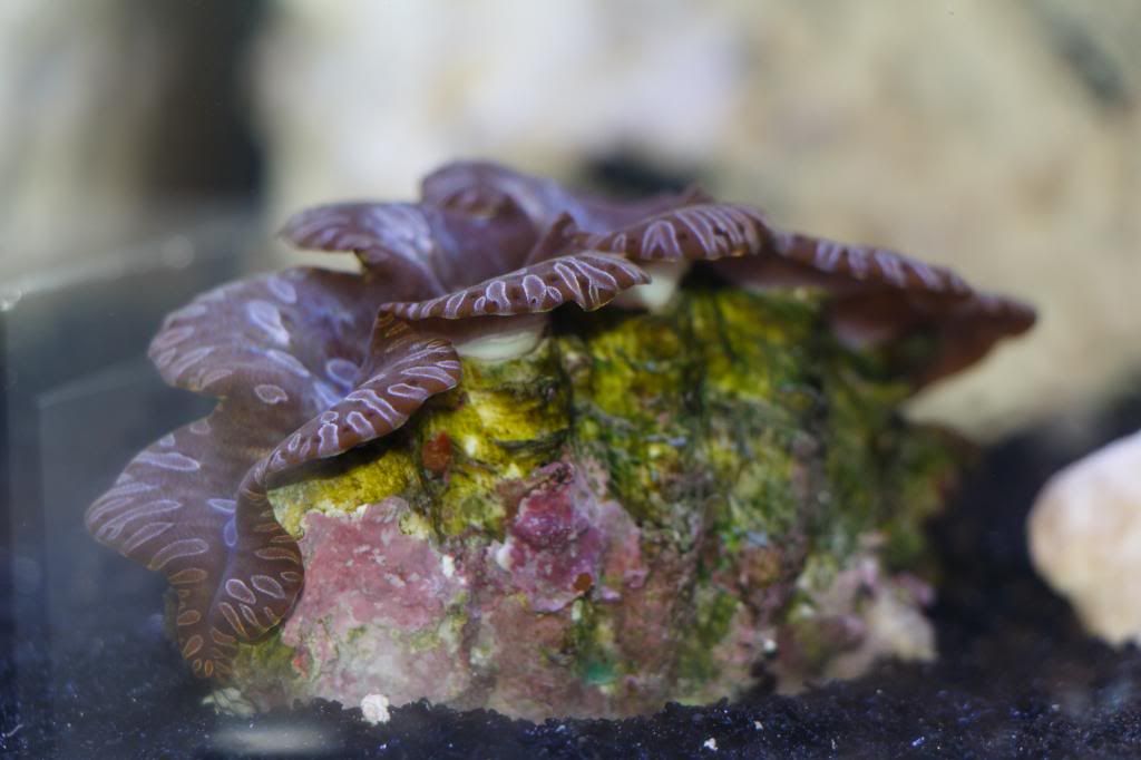 Aquarium-11.jpg