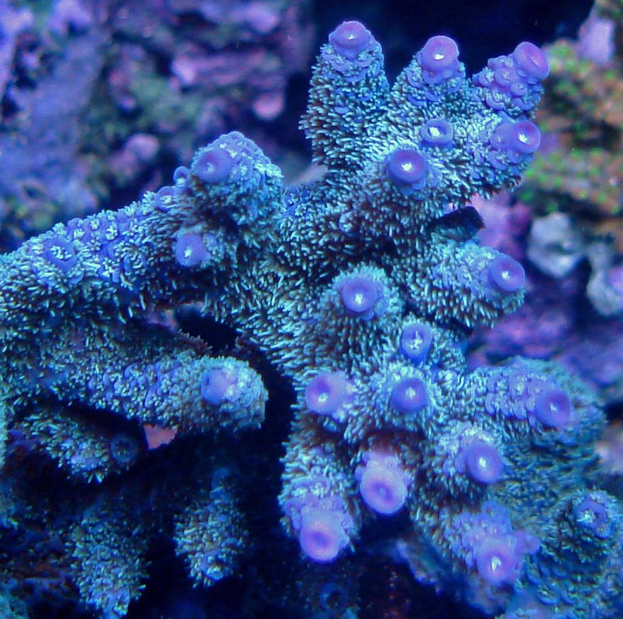 Nov232009029supergrape1.jpg