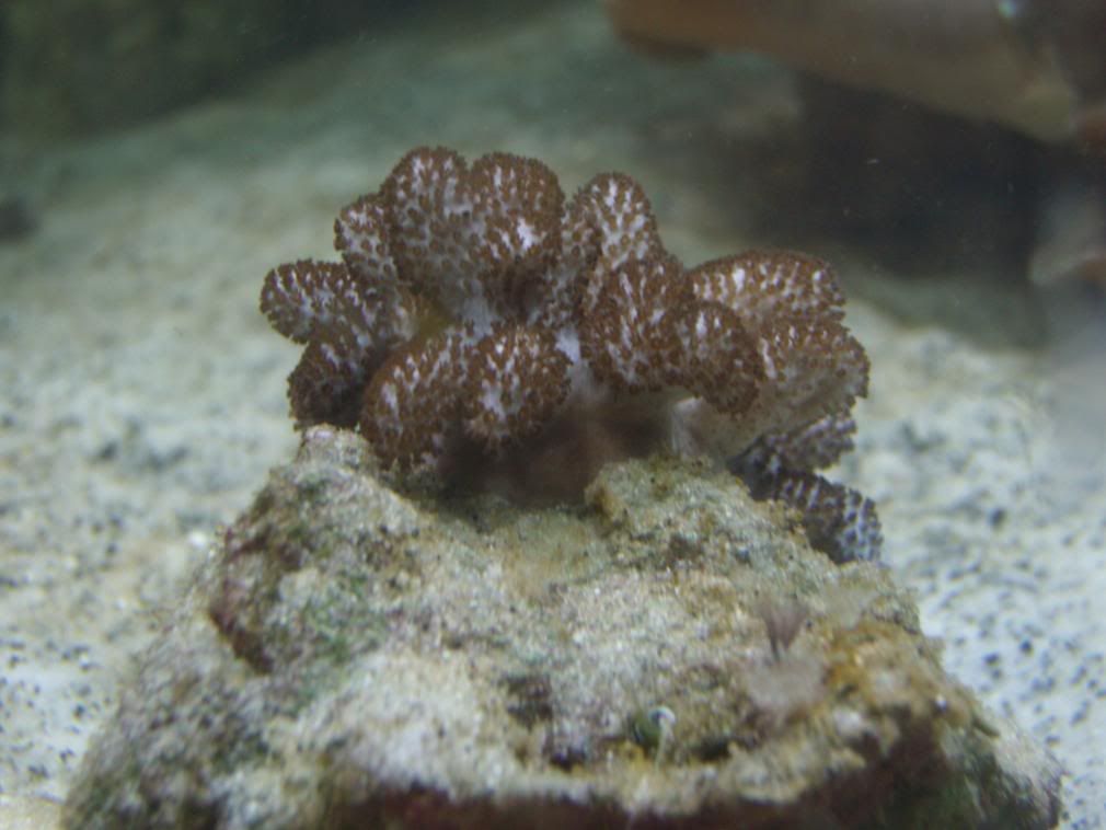 jayfish044.jpg