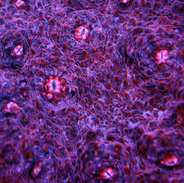 pinkeye_macro.jpg