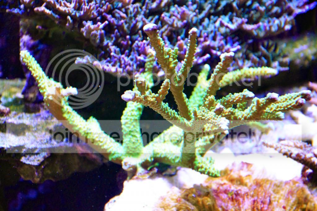 DSC_0024_zps93da41d4.jpg