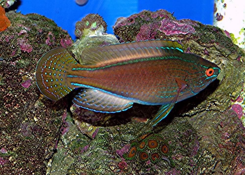 lineatus11.jpg
