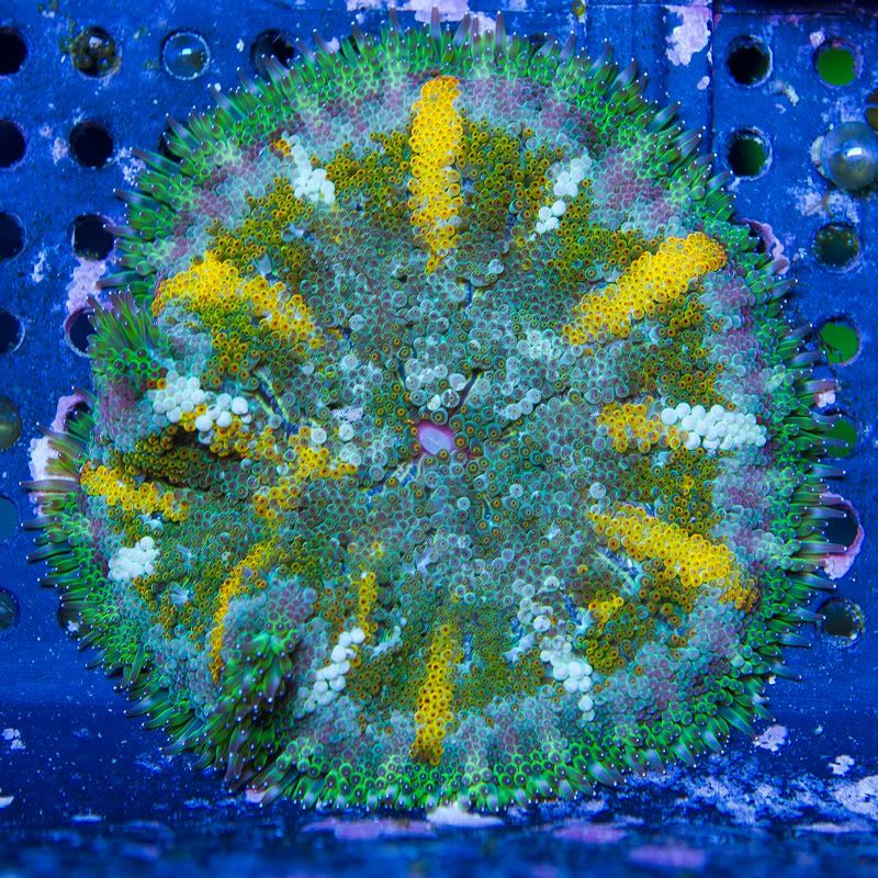anewcoral_9-4.jpg
