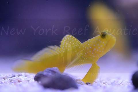 DSC_5009a_zpswr0clvrf.jpg
