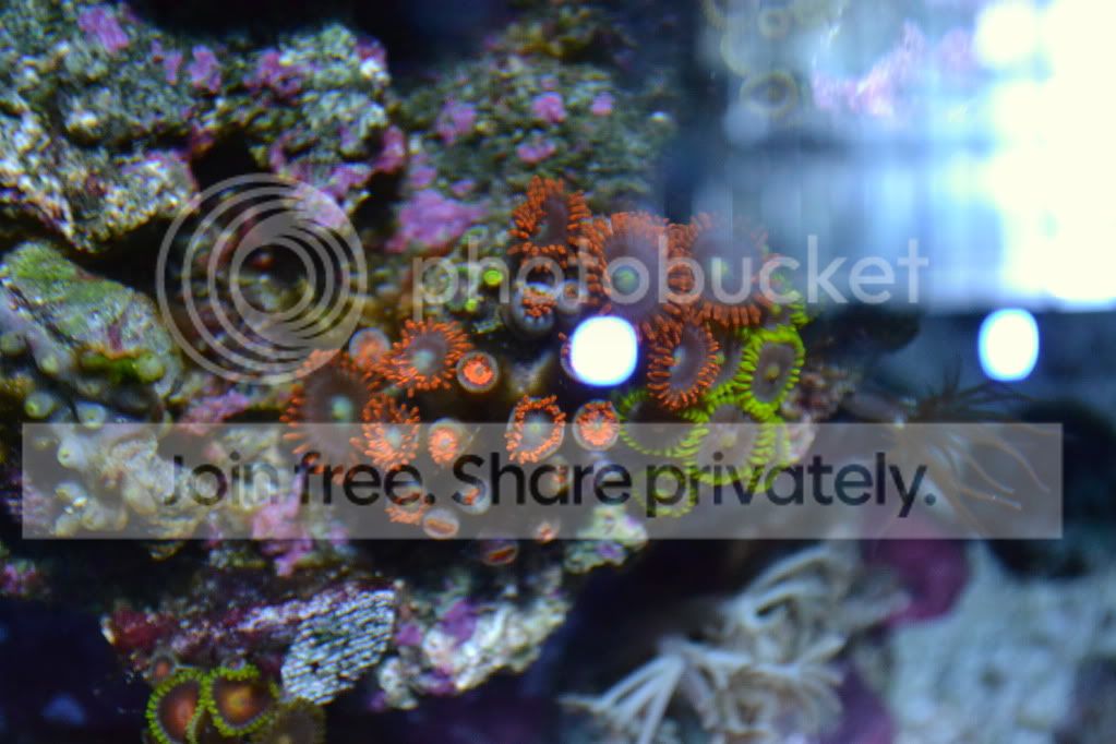 nanoforsale029.jpg
