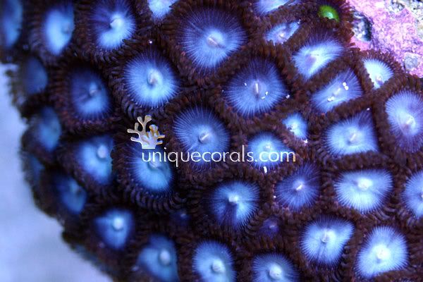 chromis_palys_macro-1.jpg