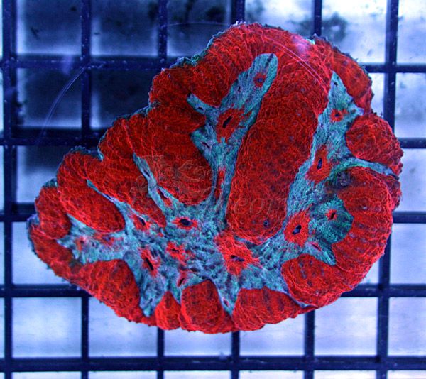 symphyllia_280.jpg