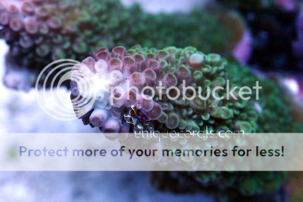 pink_tip_green_acropora_mac.jpg