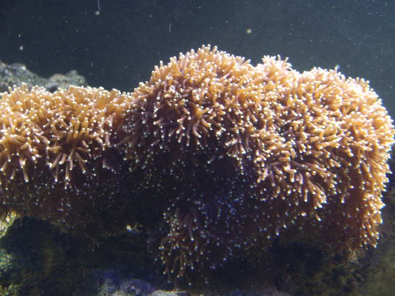 jayfish021.jpg
