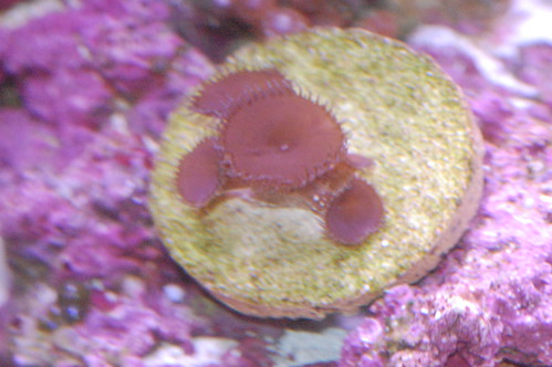 2505001077_8b417e884f.jpg