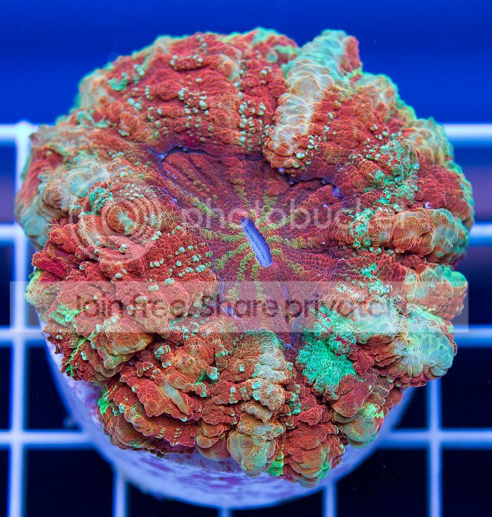 A-new-corals.jpg