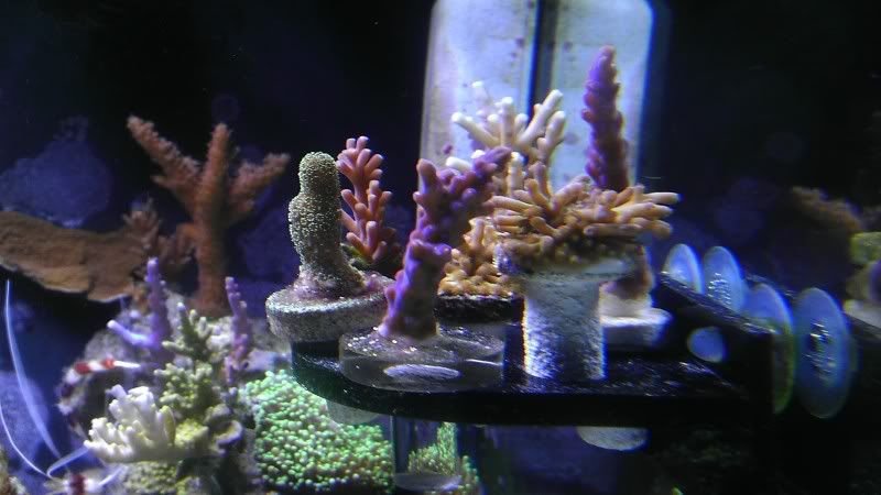 frags.jpg