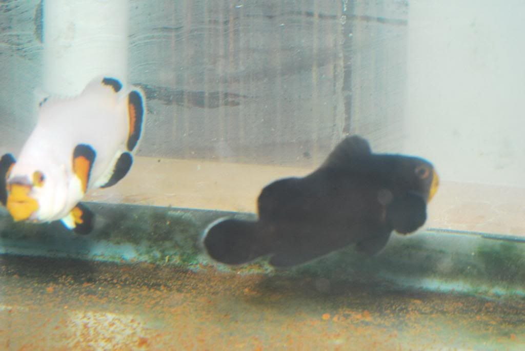 Johnny_Clownfish031_zps9e763e8b.jpg
