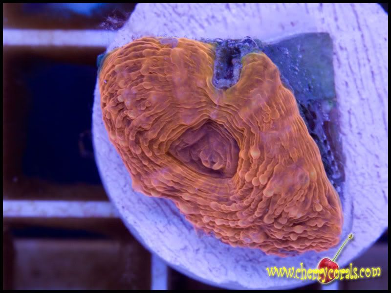 NewCorals082copy.jpg