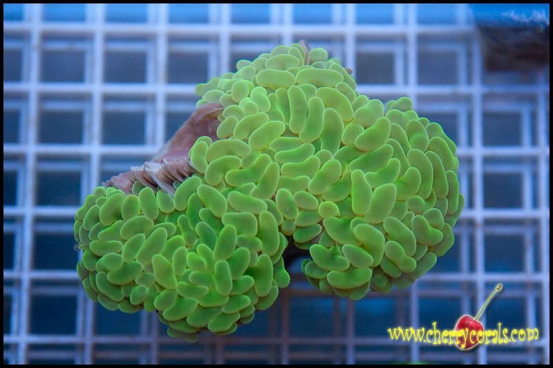 Coral_18.jpg