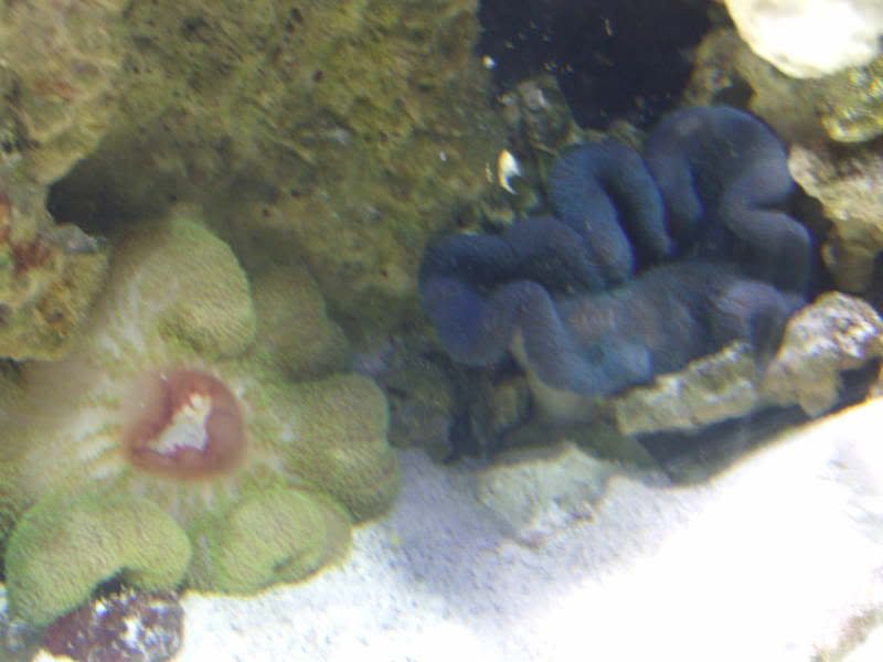 jayfish010.jpg