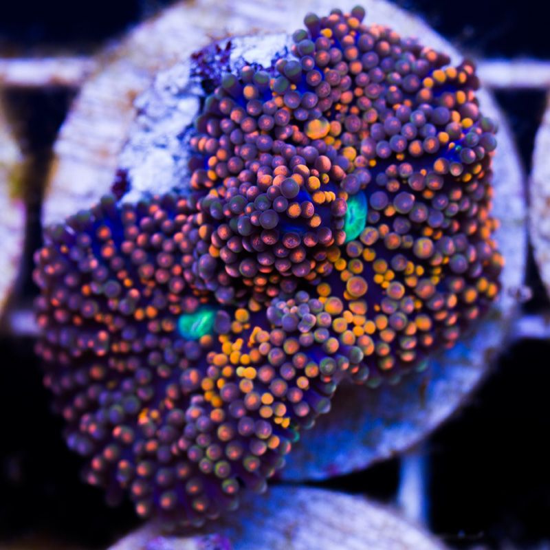 shrooms103b.jpg