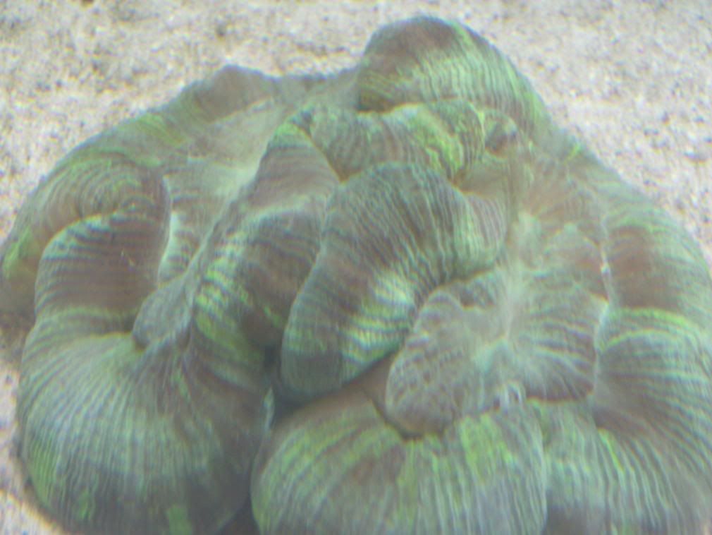jayfish035-1.jpg