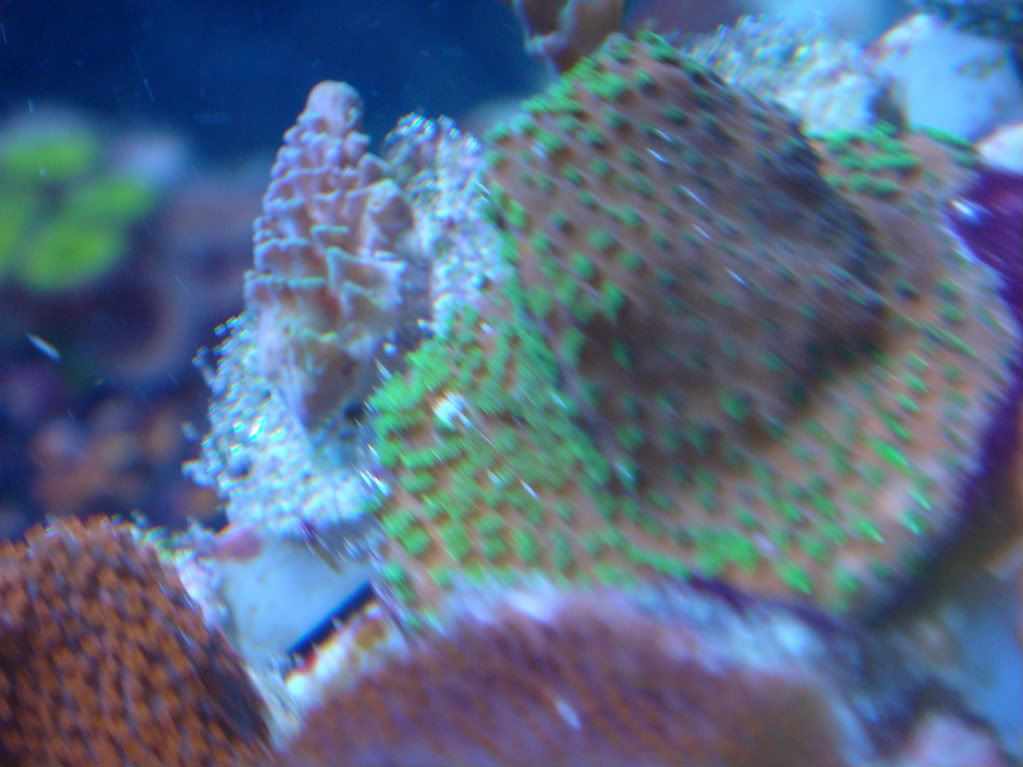 DSC01229-1.jpg