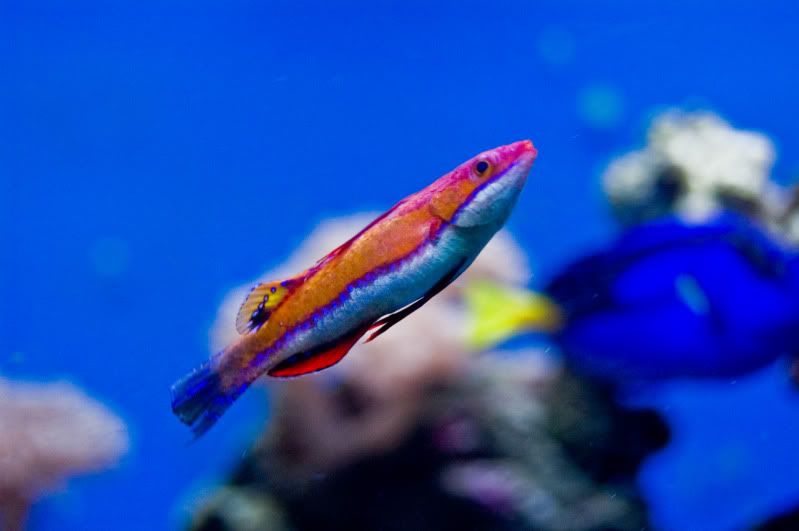 flasherwrasse.jpg