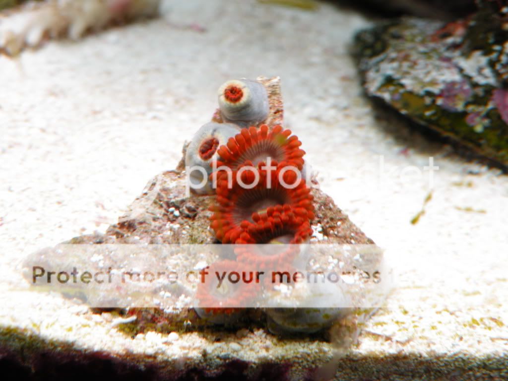DSCN5484.jpg