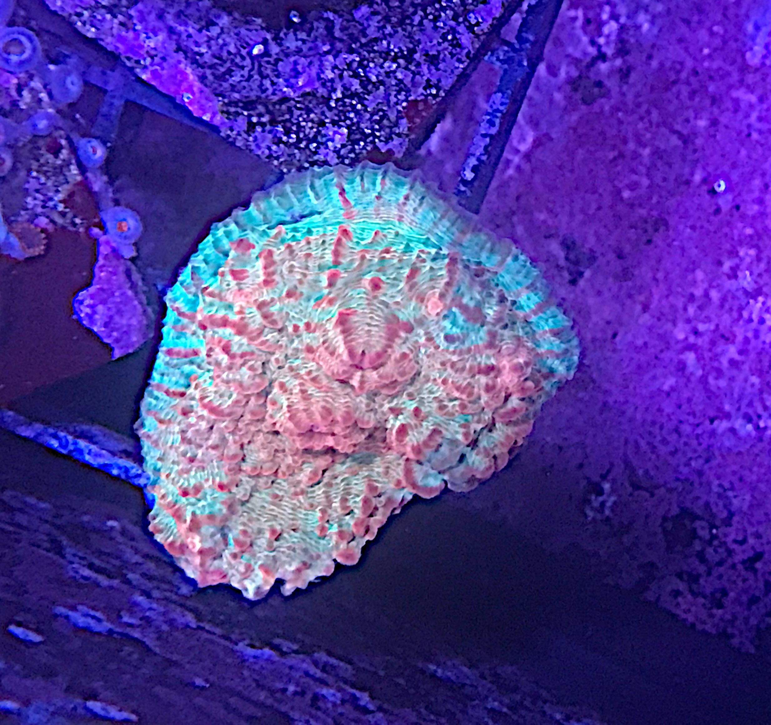 e8b239f958c124e602be024bbec891e1.plist