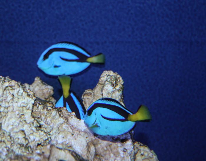 IMG_1829_zps5ec6c9ae.jpg