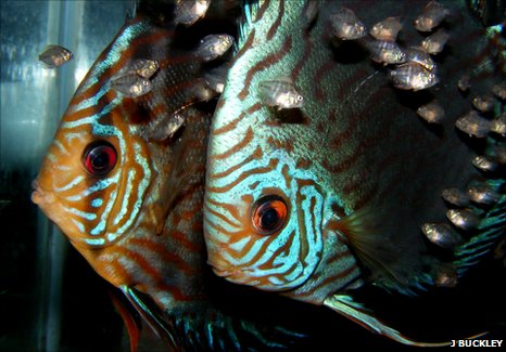 _49710964_discus1.jpg