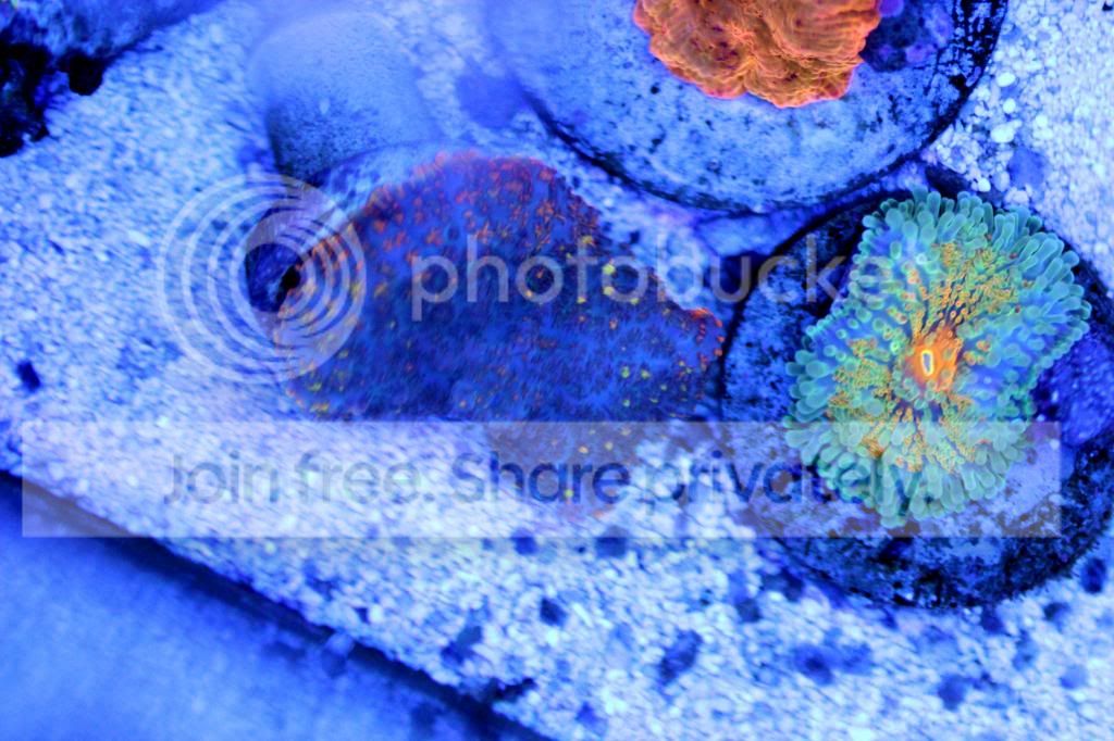IMG_4848_zps4cb4a28b.jpg