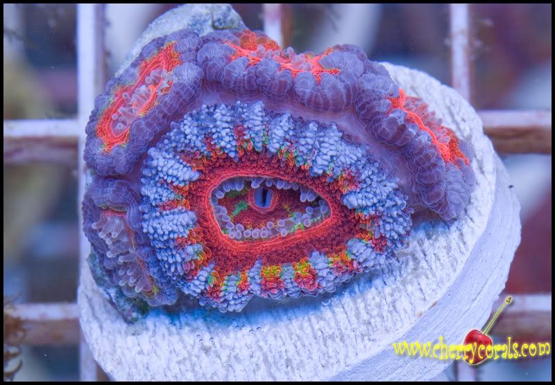 NewCorals_59.jpg