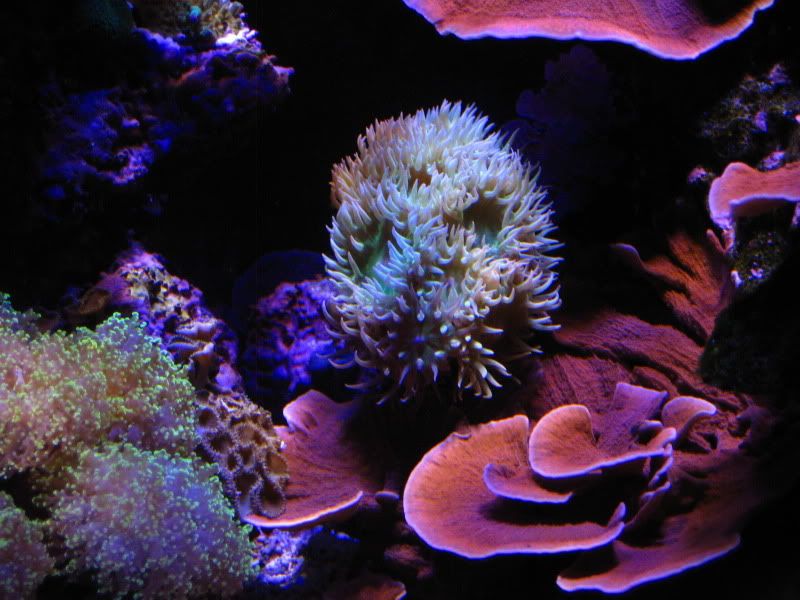 fishtrackxmas121.jpg