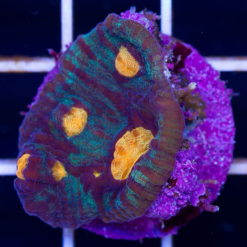 newcoral017b.jpg