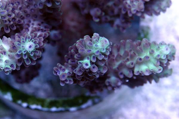 australian_blue_polyp_acropora.jpg