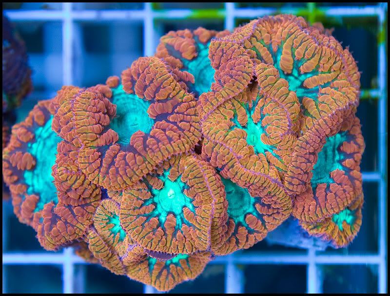 Crazycorals_12.jpg