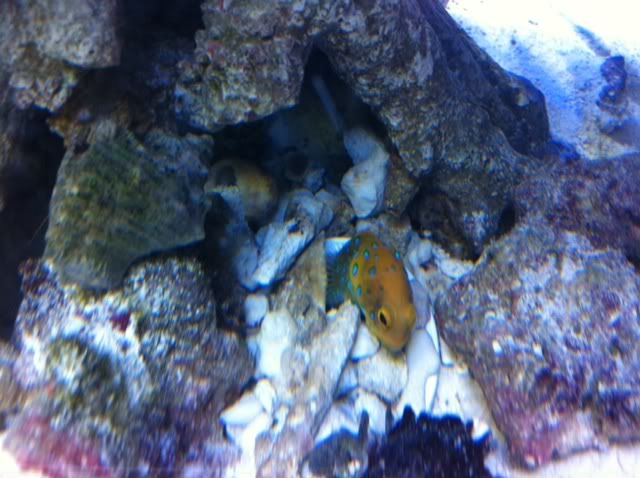 jawfish-3.jpg